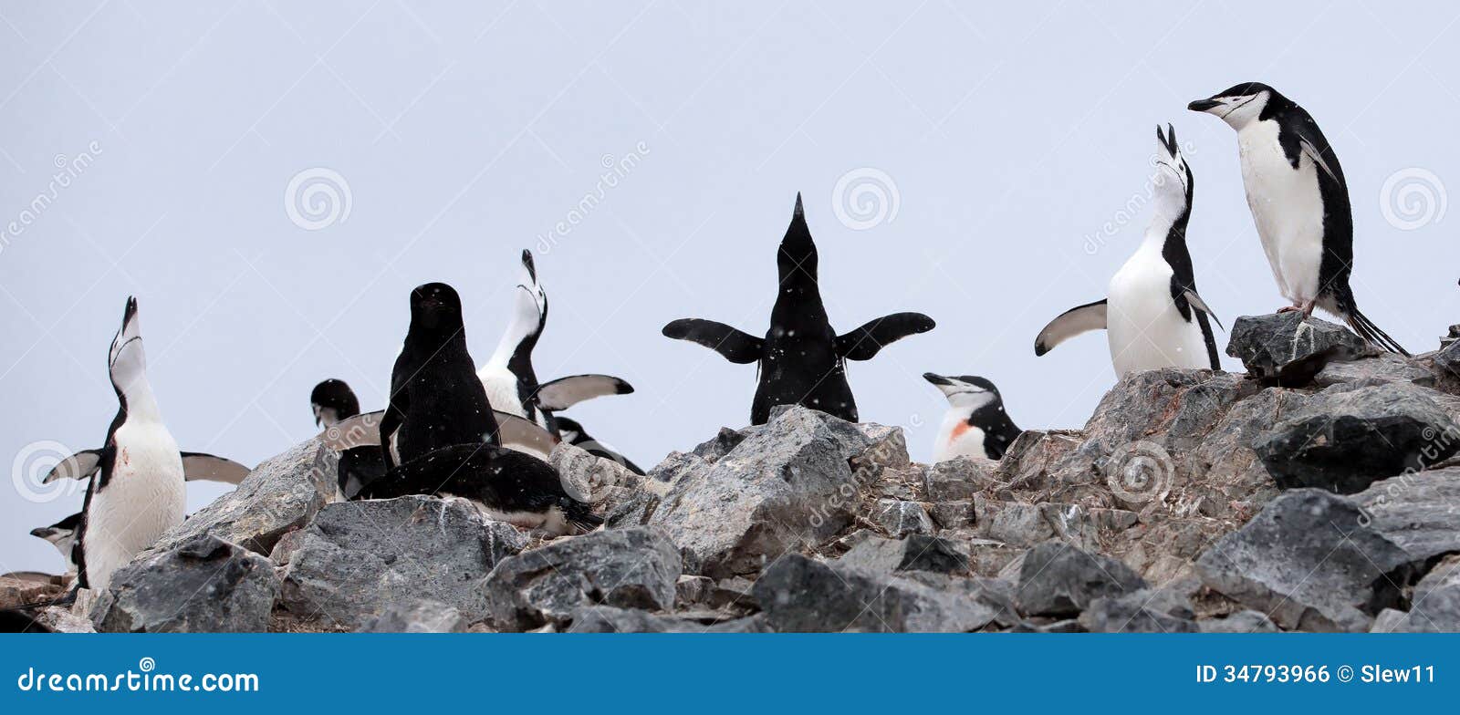 Ομάδα τραγουδιού Chinstrap Penguins στην Ανταρκτική