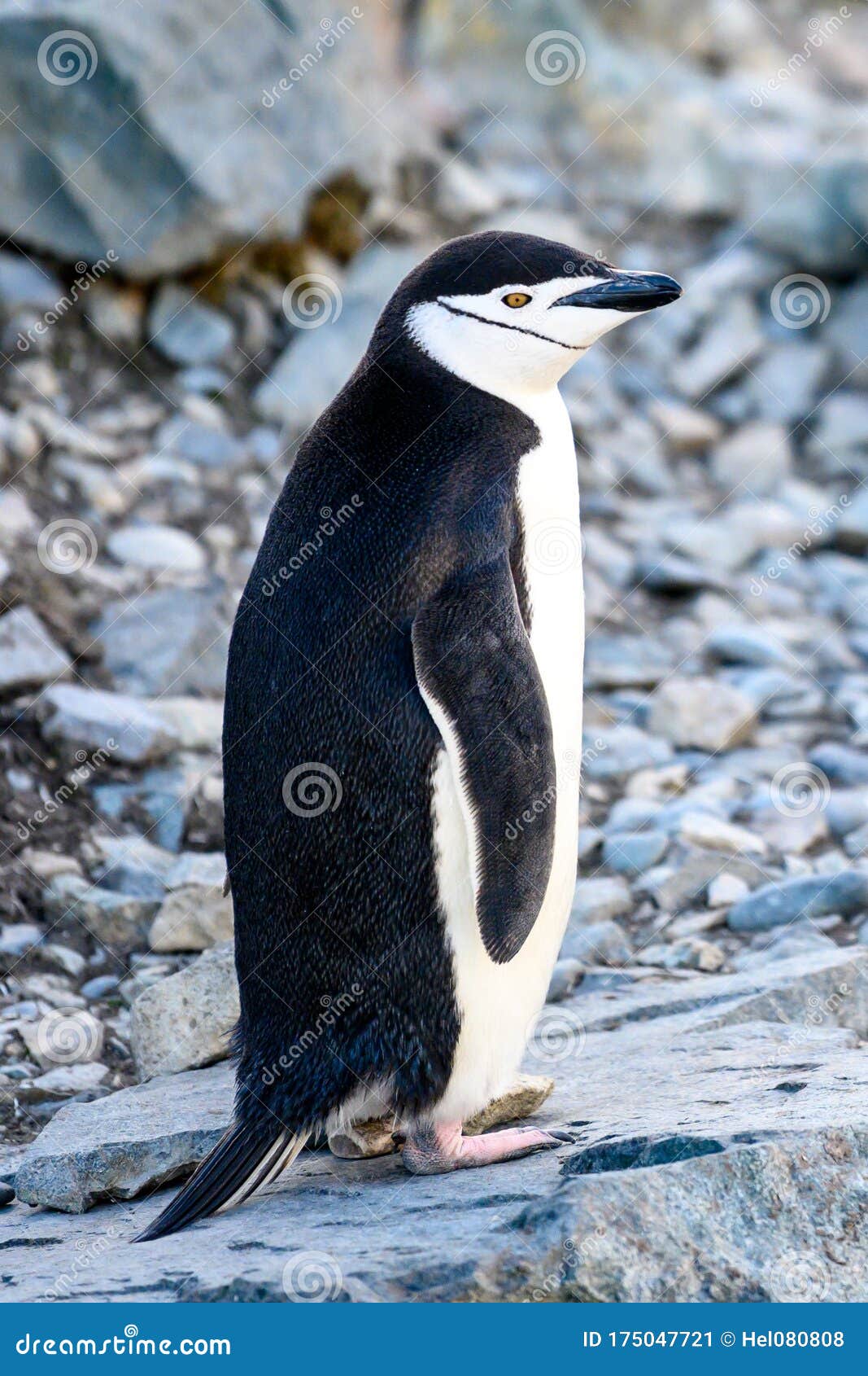 Chinstrap Penguin on Half Moon Island, Antarctic Peninsula Stock Image - Image of terrain, wildlife: 175047721 Chinstrap Penguin on Half Moon Island, Antarctic Peninsula Stock Image - Image of terrain, wildlife: 175047721
