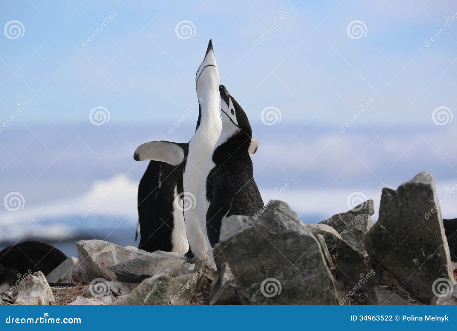 Chinstrap Penguins Sing in Antarctica Stock Photo Image of floe