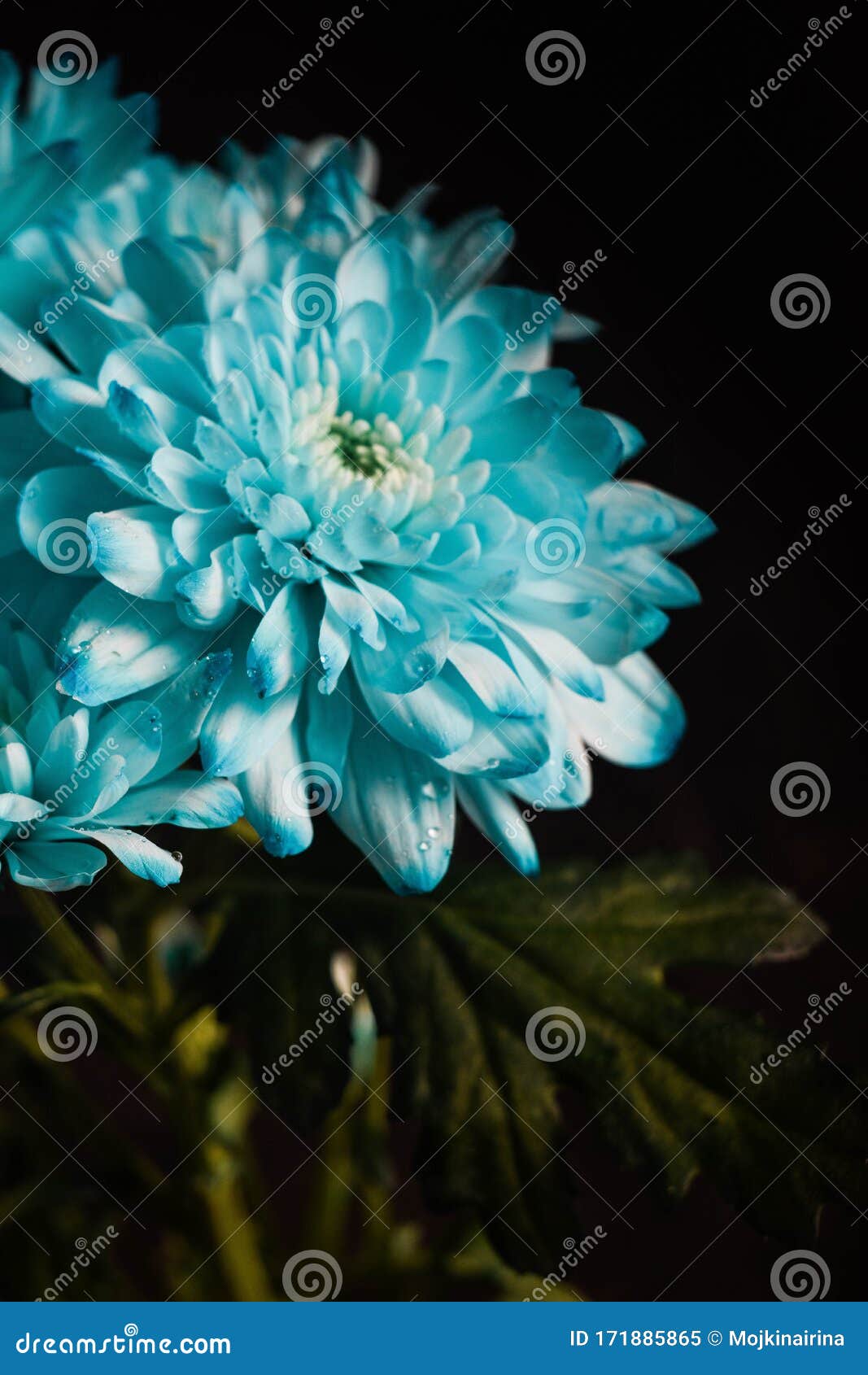 Chiny Flowers. Today, the Monochrome Garden is a Trendy Design Solution.  Blue is the Most Rare Color in the World Stock Image - Image of flowers,  jars: 171885865