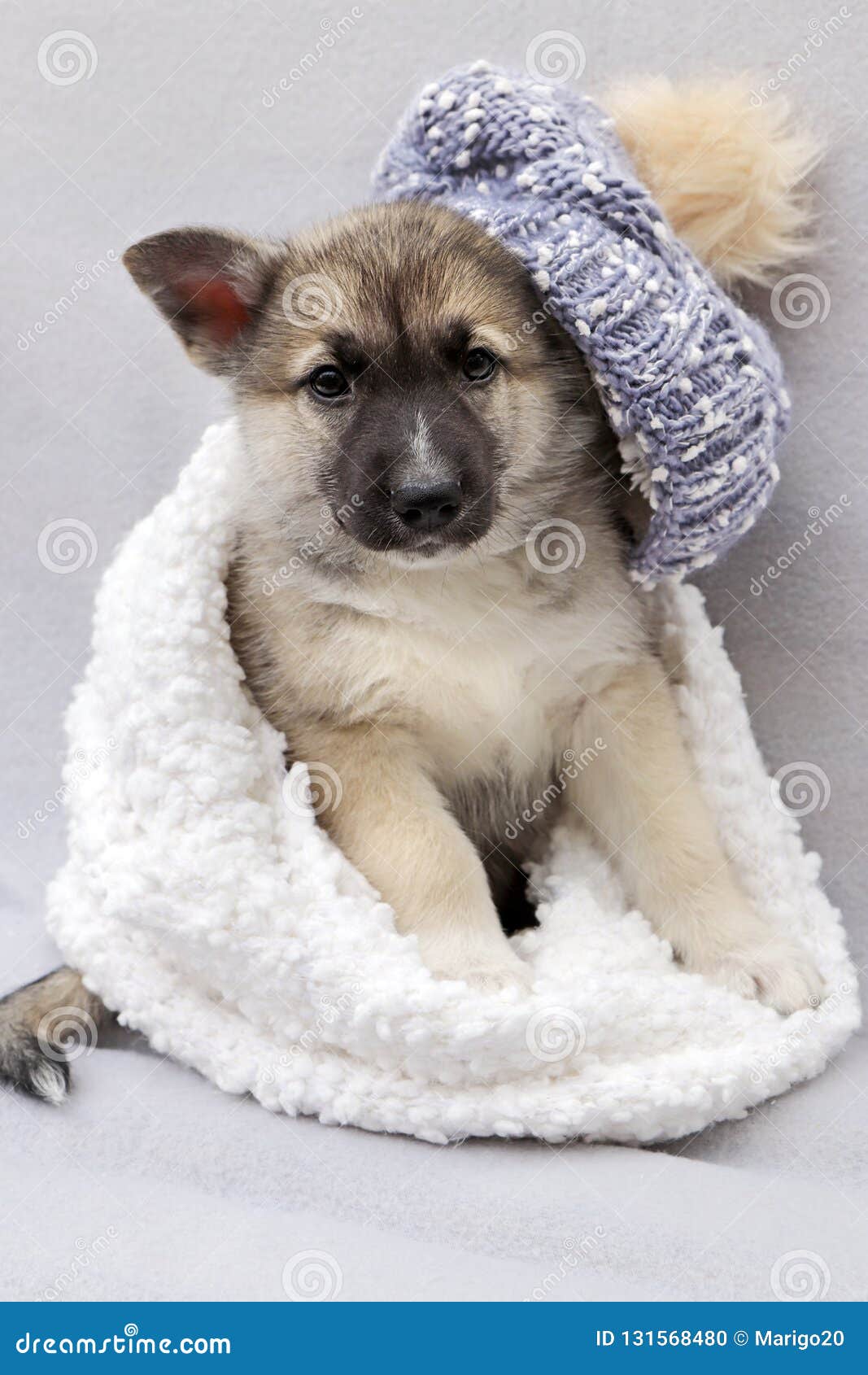Chiot à La Mode Dans Une écharpe Et Un Chapeau Dhiver Sur