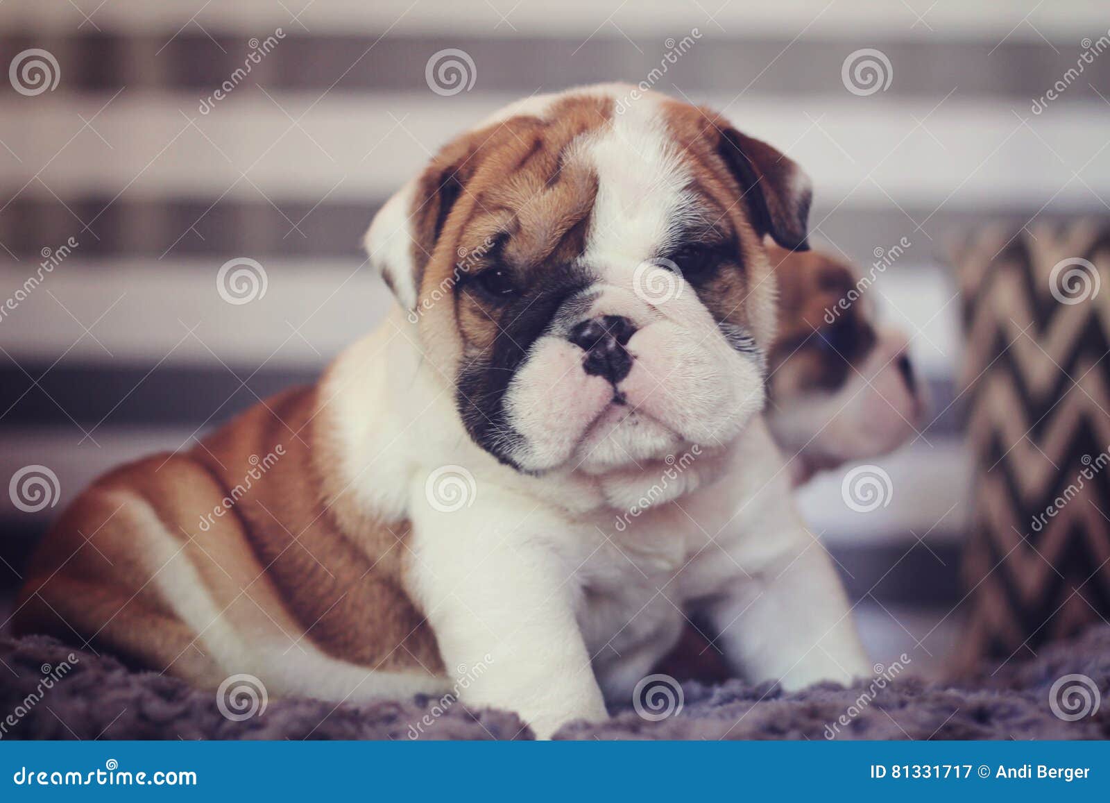 Chiot Anglais De Bouledogue 5 Semaines De Image Stock Image Du Mouvement Idiot