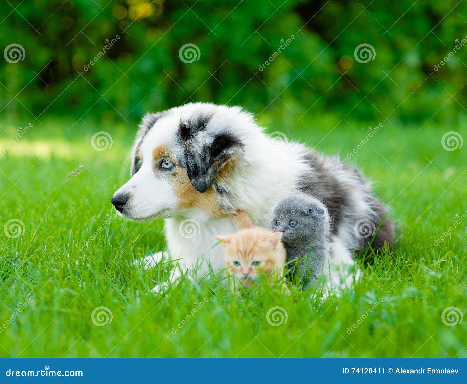 Chiot australien de berger se trouvant avec le chaton minuscule sur l'herbe verte