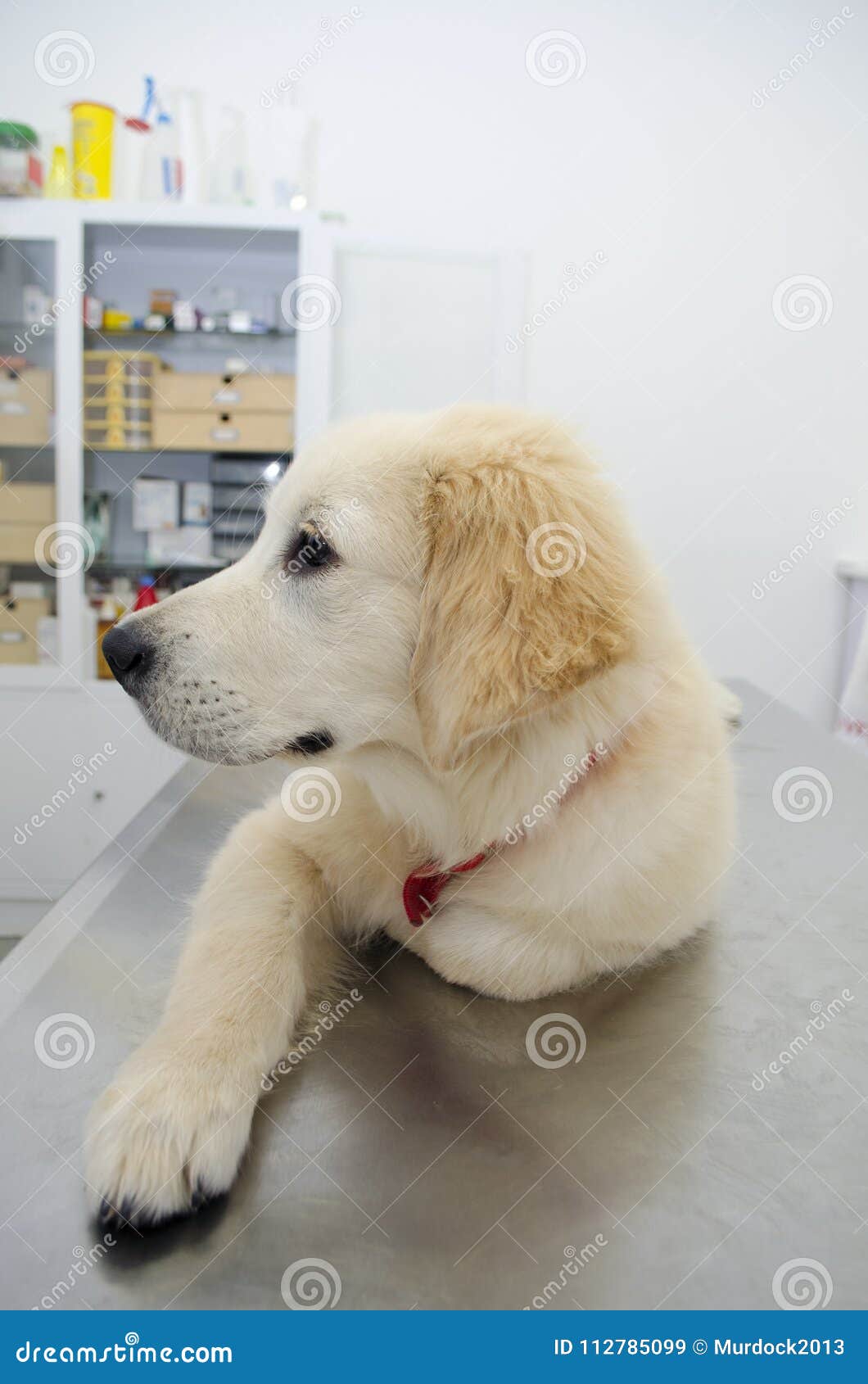 Chiot Blanc De Golden Retriever Image Stock Image Du