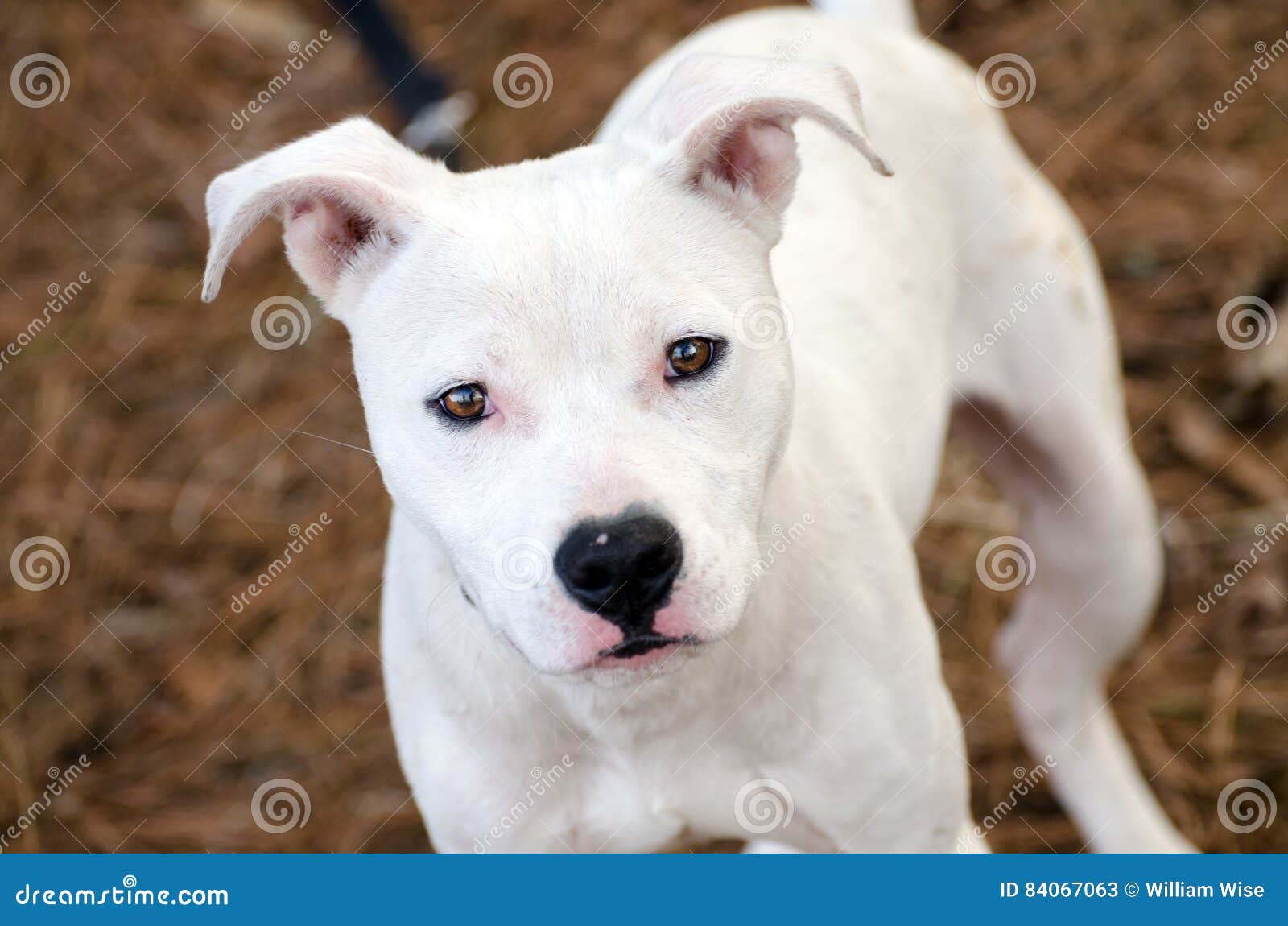 Chiot Blanc De Pitbull Terrier Image Stock Image Du Photographie Blanc Chiot Blanc De Pitbull Terrier Image Stock Image Du Photographie Blanc