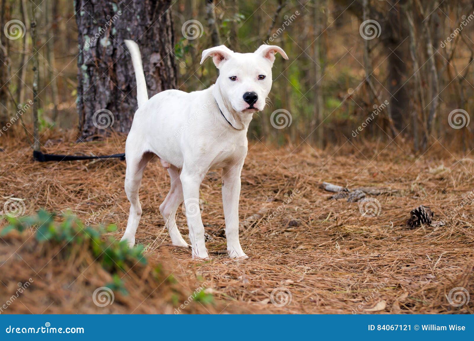 Chiot Blanc De Pitbull Terrier Image Stock Image Du Melange Verticale Chiot Blanc De Pitbull Terrier Image Stock Image Du Melange Verticale