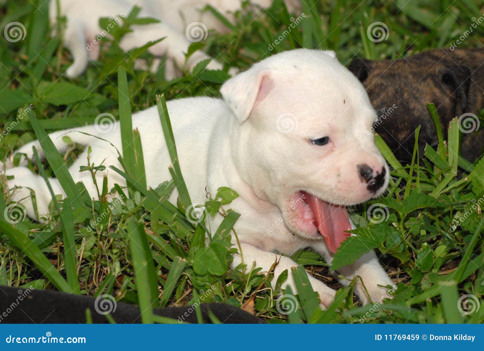 Chiot Blanc Somnolent De Pitbull Image Stock Image Du Baillement Race Chiot Blanc Somnolent De Pitbull Image Stock Image Du Baillement Race