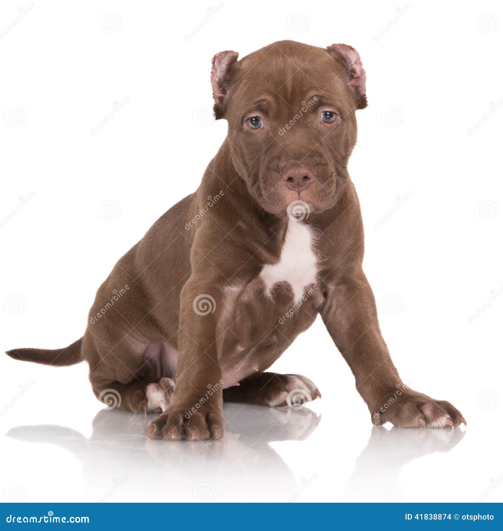 Chiot Brun Chocolat Adorable De Pitbull Photo Stock Image Du Seance Cultive 4174
