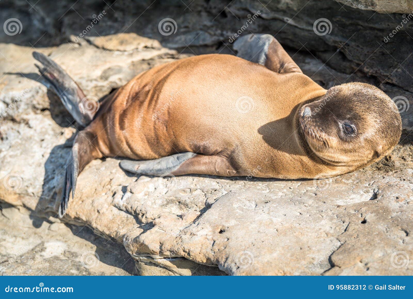 Chiot D Otarie De Bebe S Etendant Sur Les Roches Photo Stock Image Du Californie Detente 9512