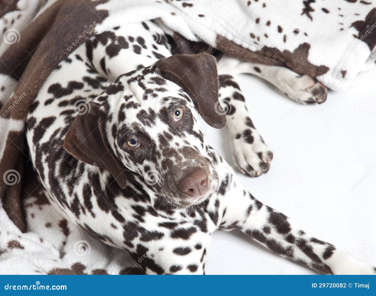 Chiot Dalmatien De Chien Photo Stock Image Du Animaux 2970 Chiot Dalmatien De Chien Photo Stock Image Du Animaux 2970