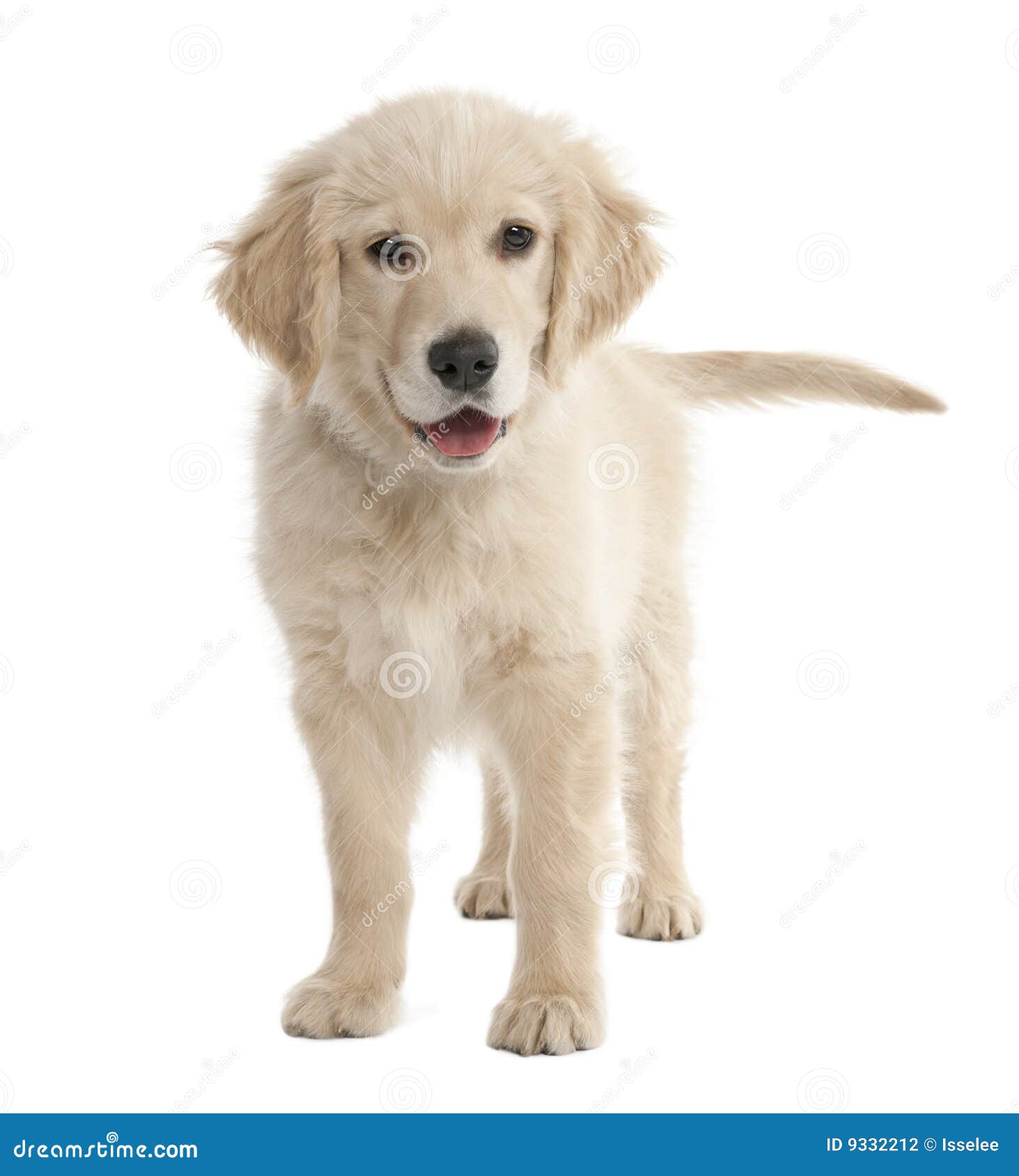 713 Chiot De 4 Mois De Labrador Photos Libres De Droits Et Gratuites De Dreamstime