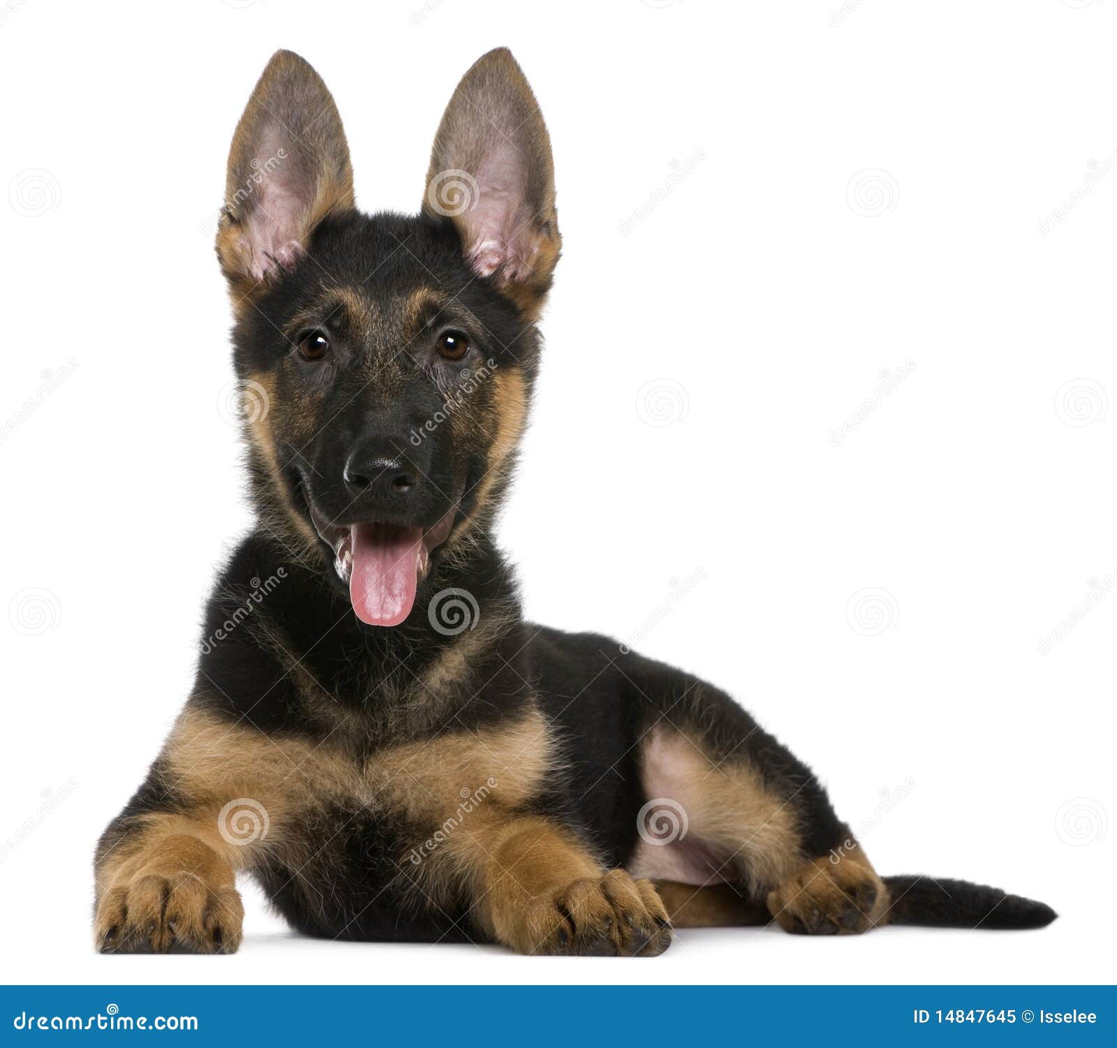 Chiot De Berger Allemand, 3 Mois, Se Trouvant Image stock Image du