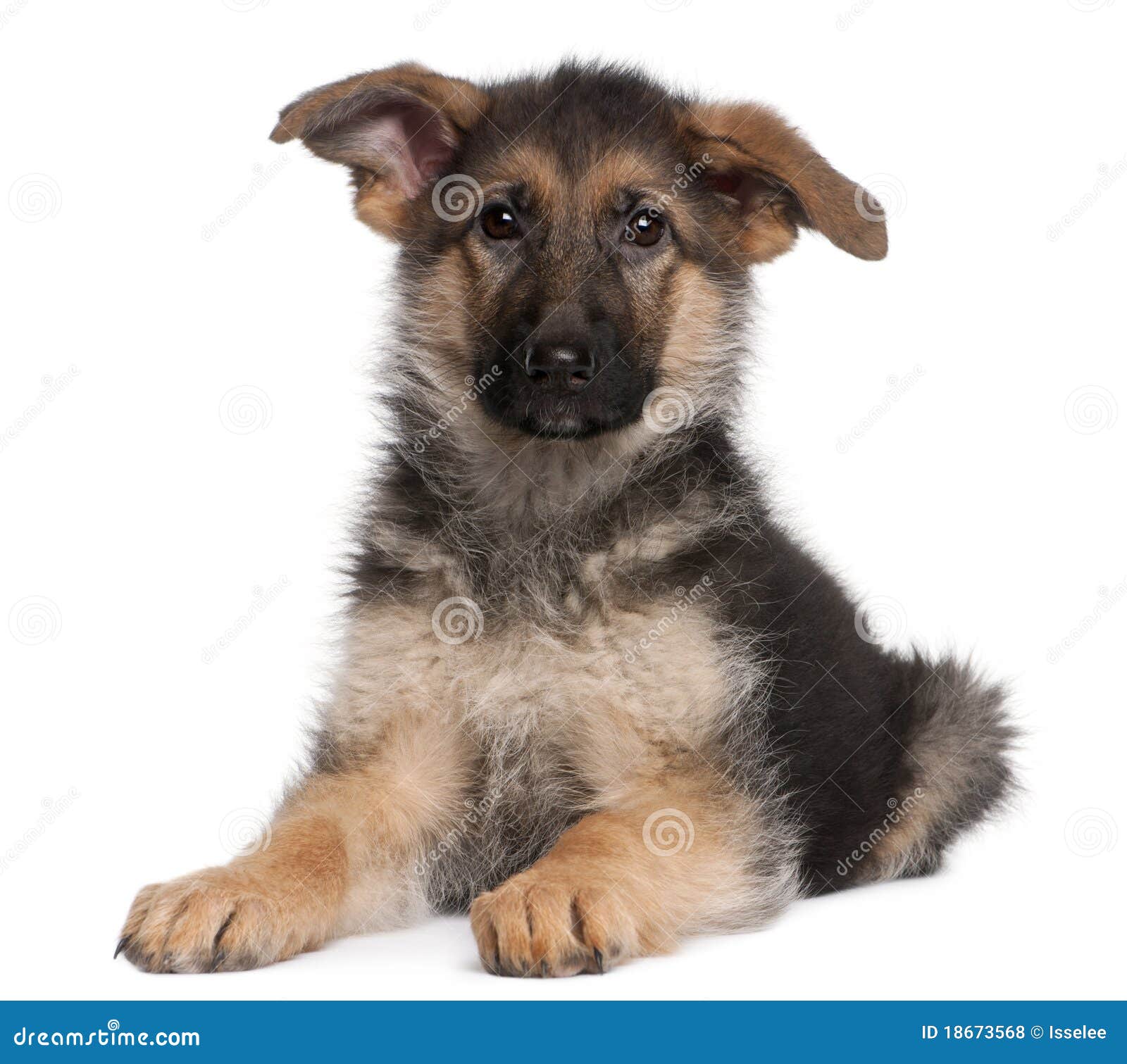 Chiot De Berger Allemand, 4 Mois, Se Trouvant Photo stock Image du
