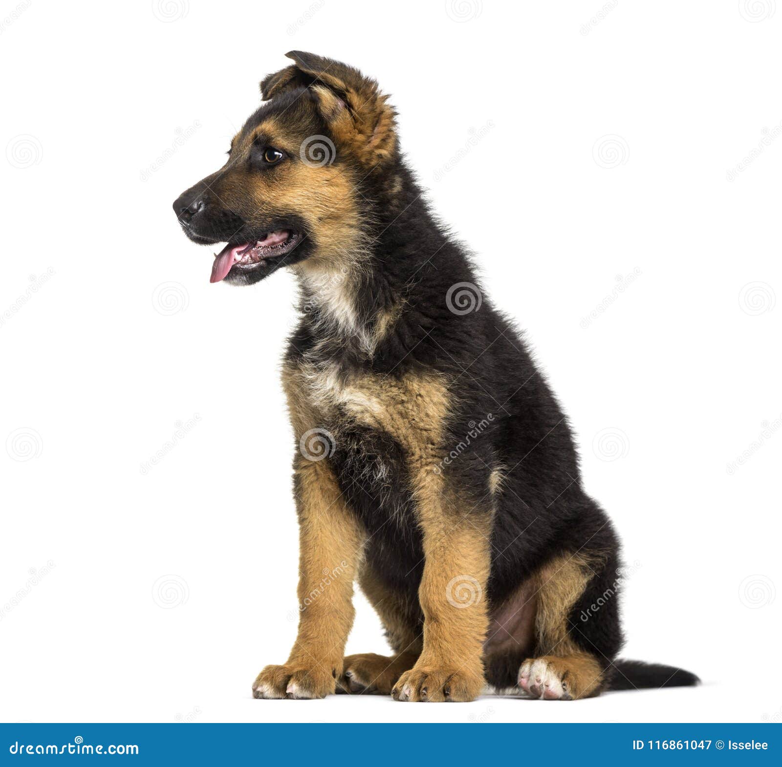 Chiot De Berger Allemand, 3 Mois Image stock Image du horizontal