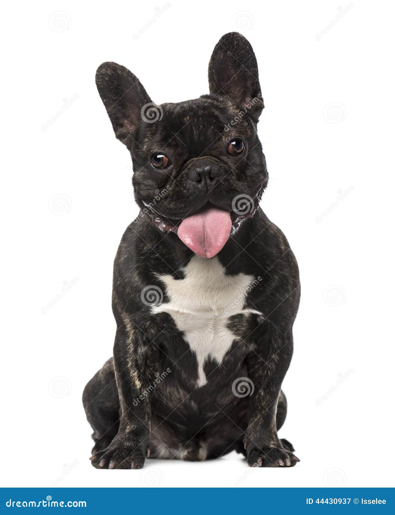 Chiot De Bouledogue Francais Bebe D Un Mois Image Stock Image Du Langue Ouvert