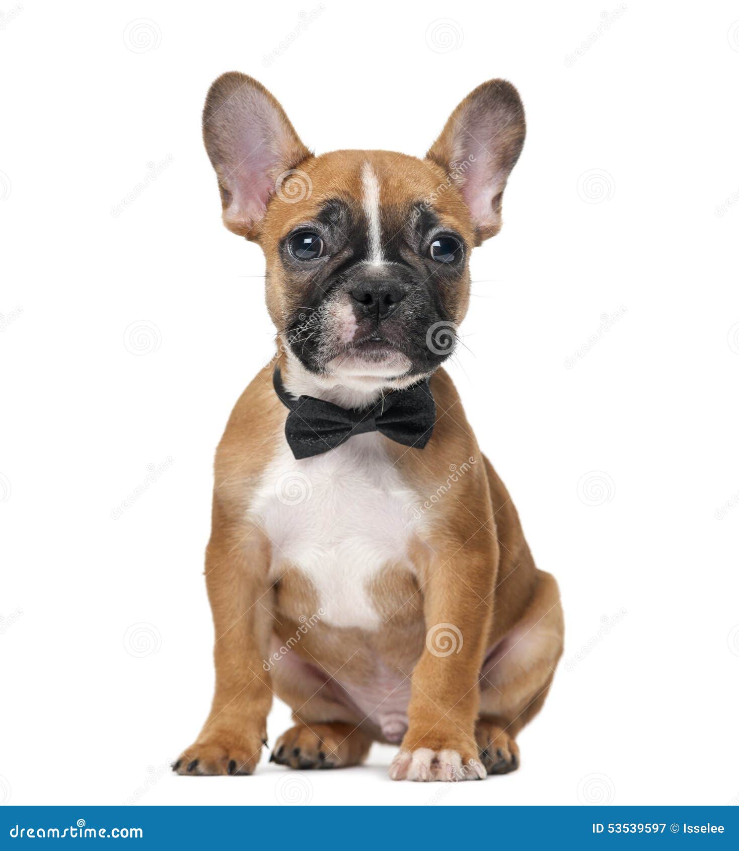 Image Result For English V French Bulldog Image Result For English V French Bulldog