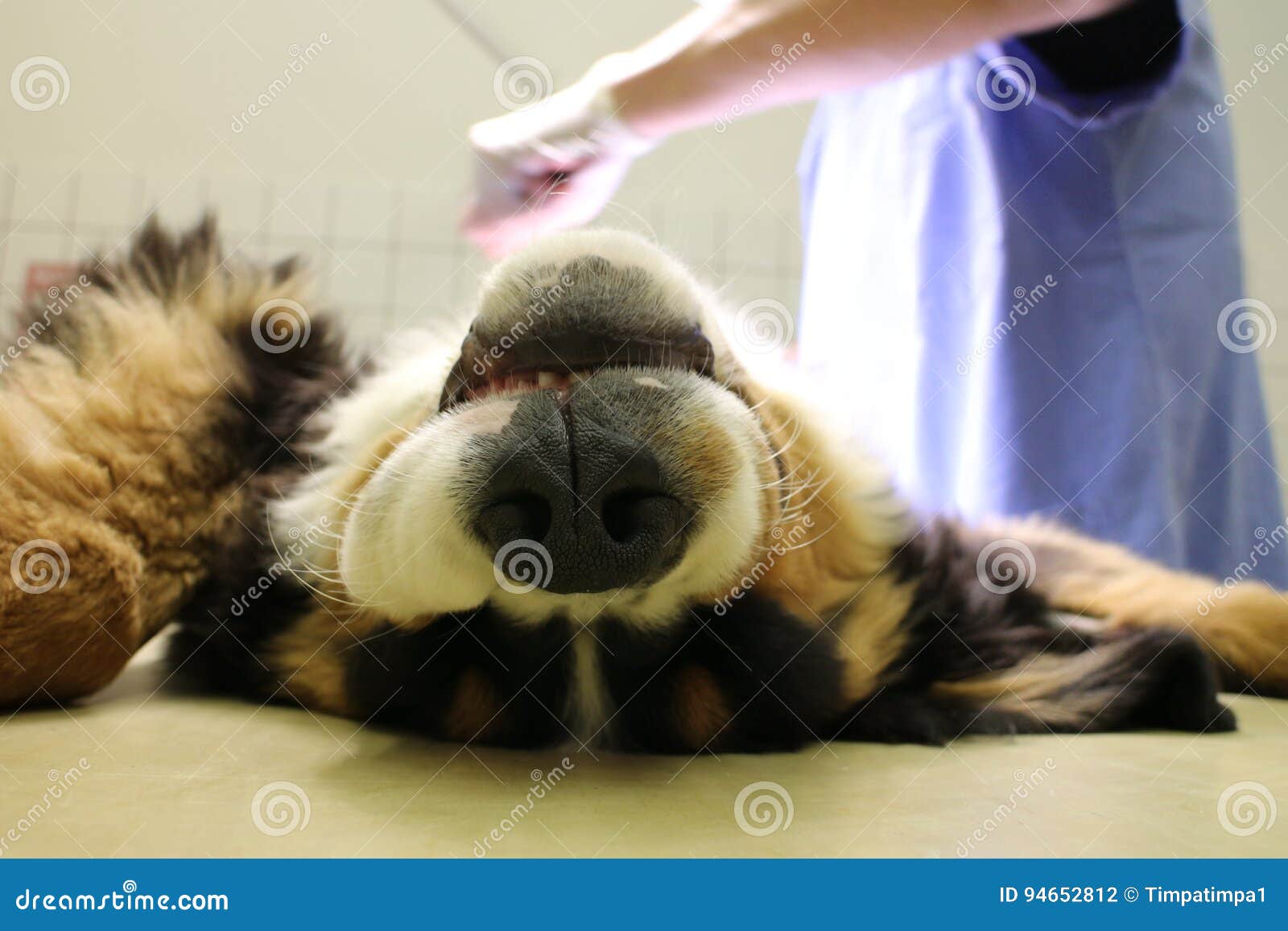 Chiot De Chien Avec L