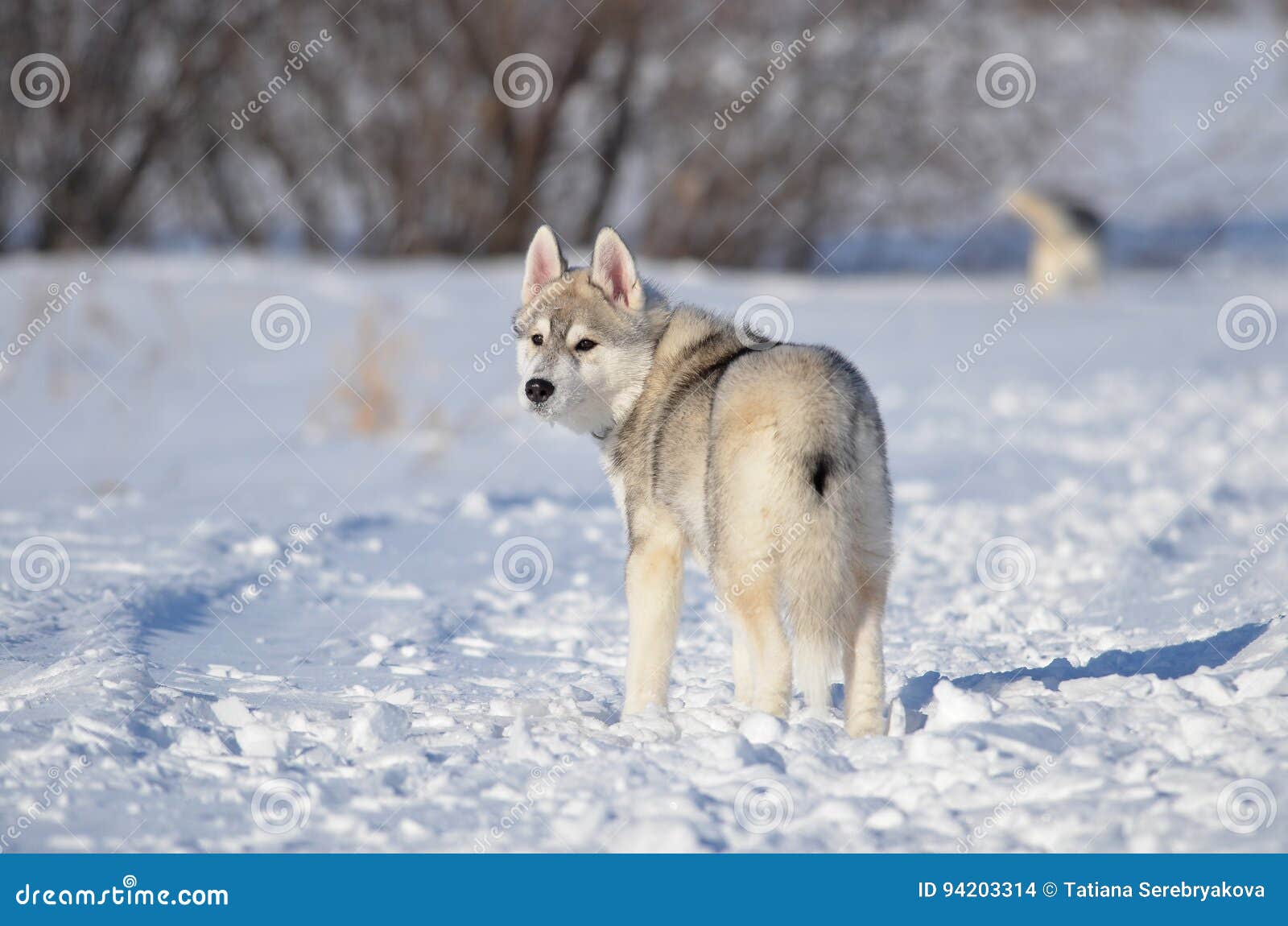 Chiot De Chien De Chien De Traîneau Sibérien Gris Et Blanc