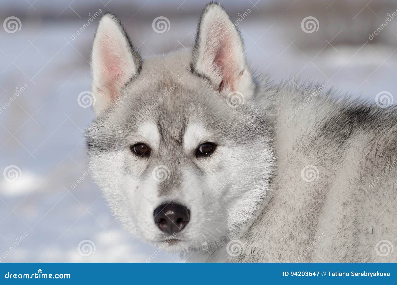 Chiot De Chien De Chien De Traîneau Sibérien Gris Et Blanc