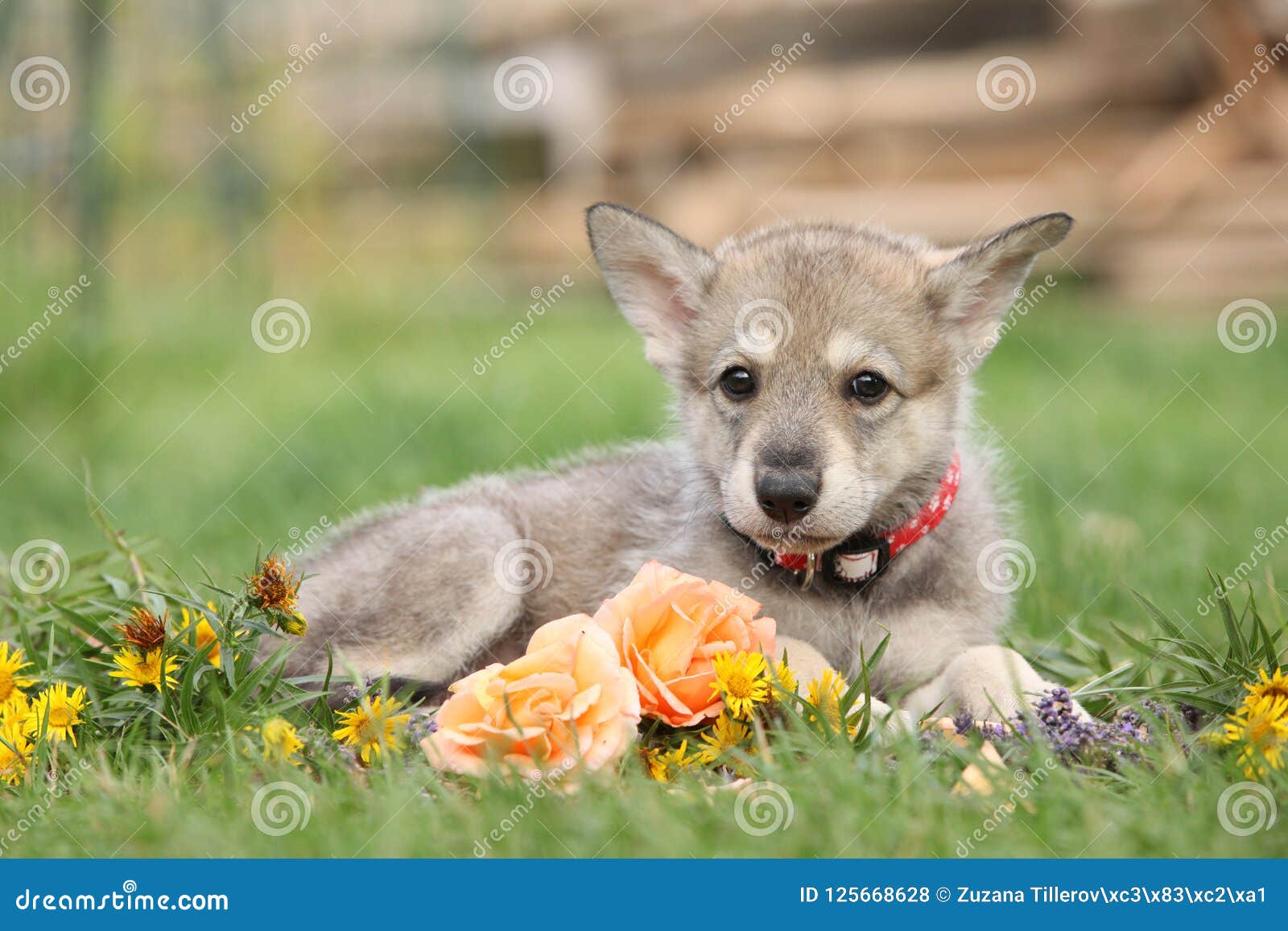 Chiot De Chien Loup De Saarloos Avec La Fleur Photo Stock