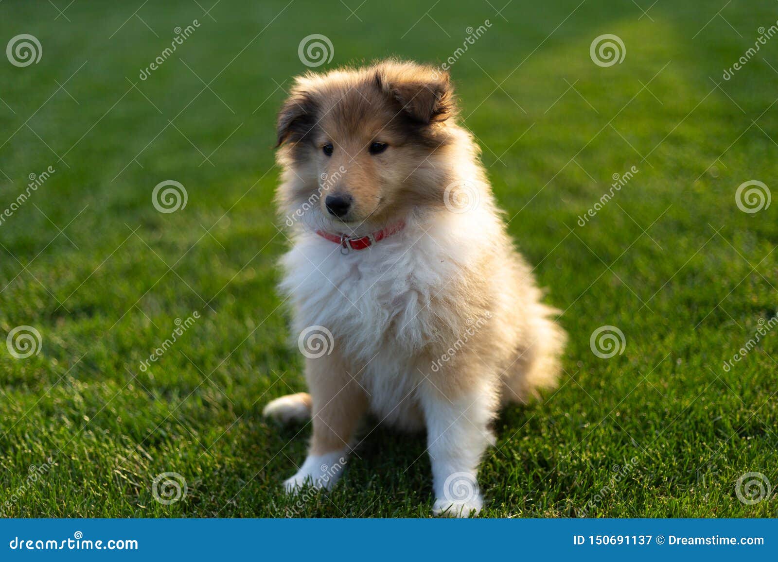 Chiot De Colley S Asseyant Sur Le Champ Vert A La Lumiere Du Soleil Image Stock Image Du Chevelu Verticale