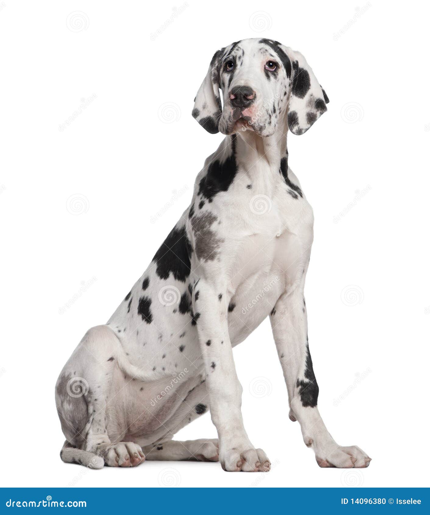 Chiot De Danois Grand 6 Mois Photo Stock Image Du Loin Attentif Chiot De Danois Grand 6 Mois Photo Stock Image Du Loin Attentif