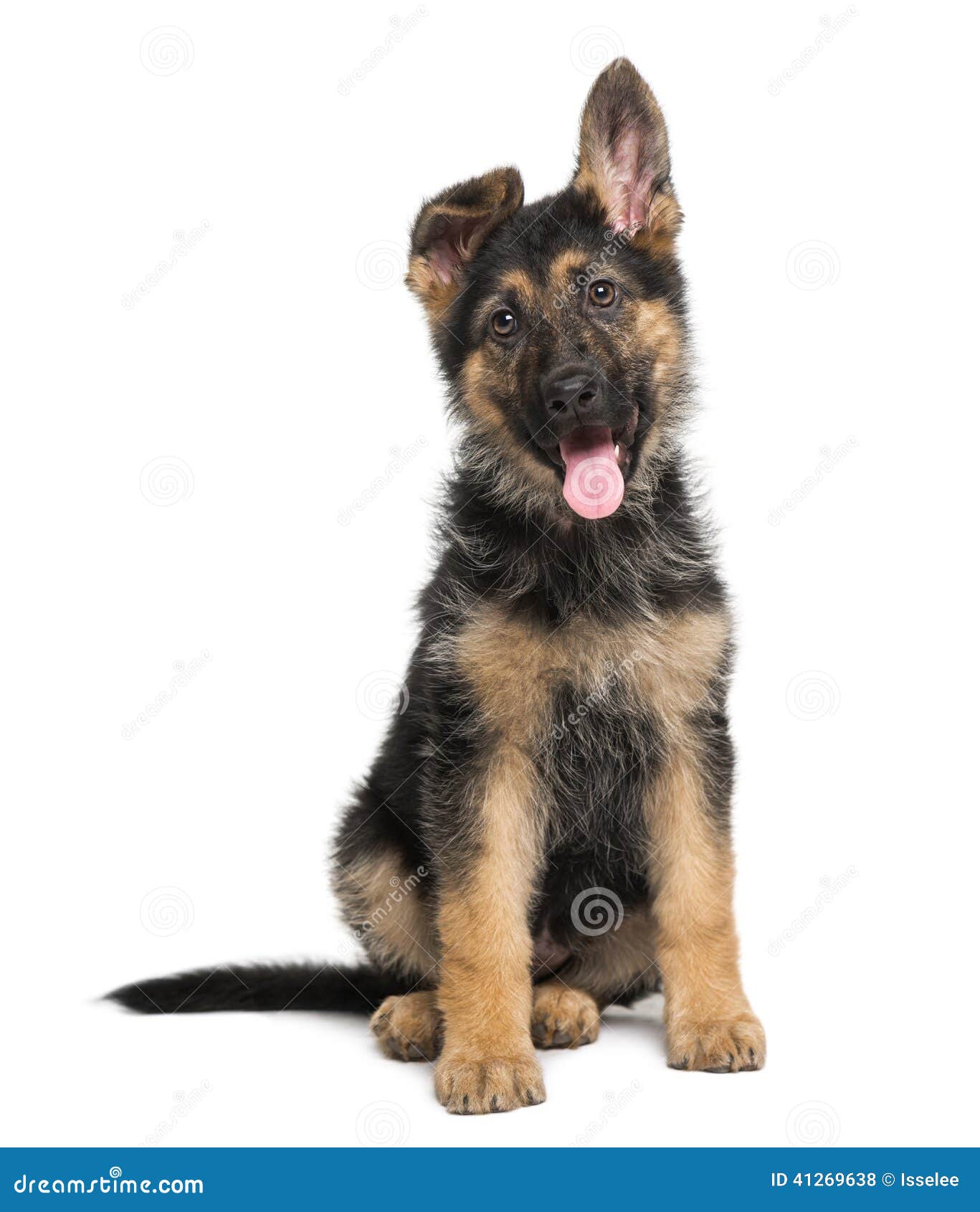 Chiot De Dog De Berger Allemand (3 Mois) Photo stock Image du blanc