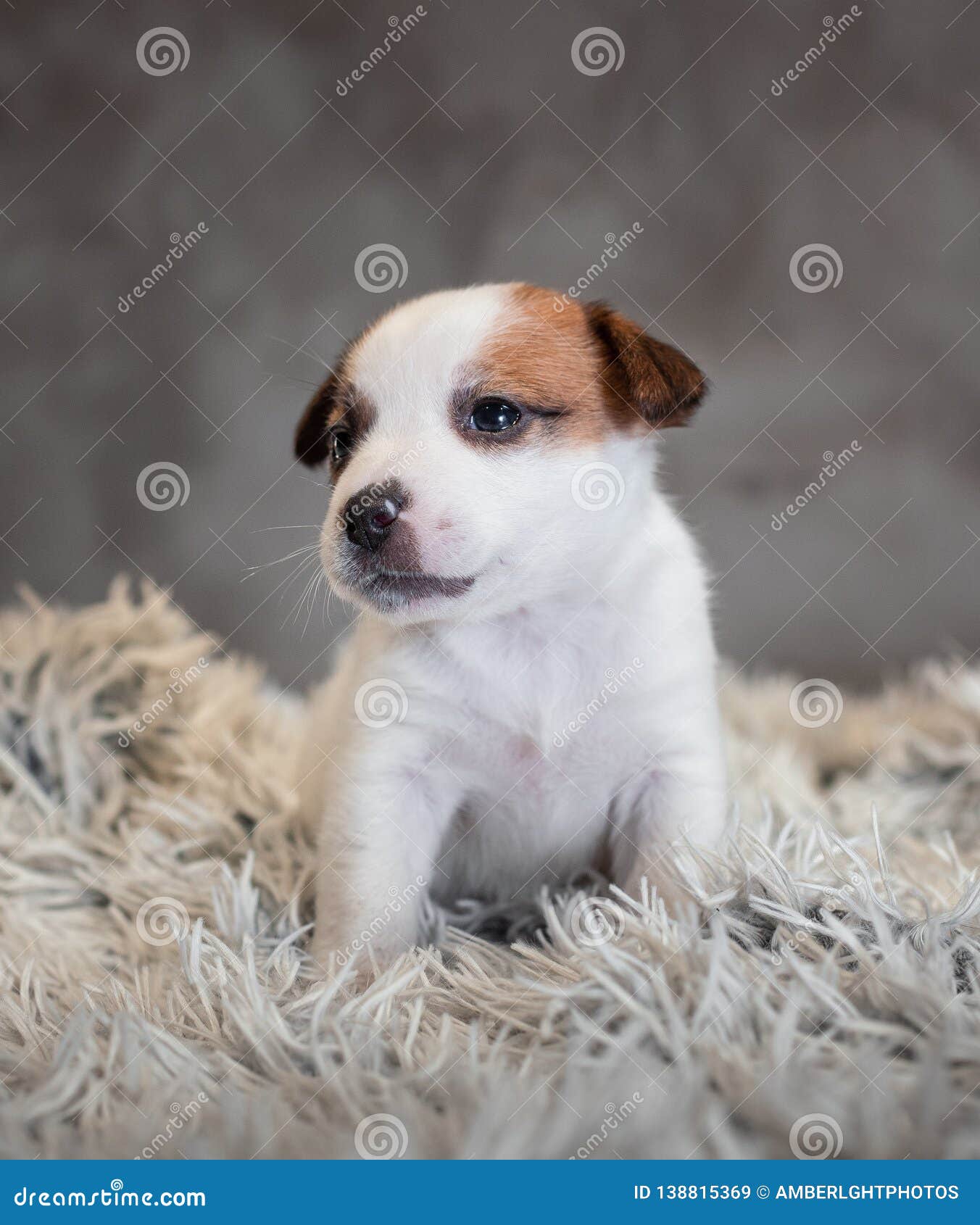 Chiot de Jack Russell Terrier avec des taches sur le museau, se reposant sur un tapis de Terry avec un petit somme blanc sur un fond gris