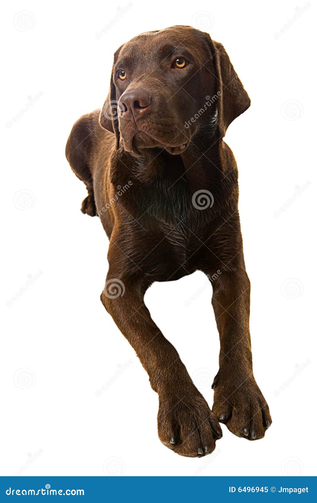 Chiot De Labrador Se Couchant Image stock Image du mignon, hound 6496945