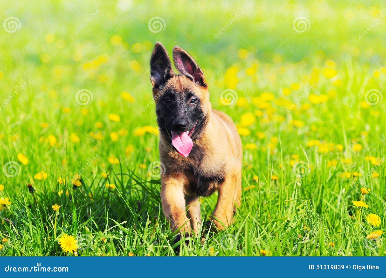 Chiot De Malinois 4 Mois De Chien De Berger De Belge Image Stock Image Du Race Noir Chiot De Malinois 4 Mois De Chien De Berger De Belge Image Stock Image Du Race Noir