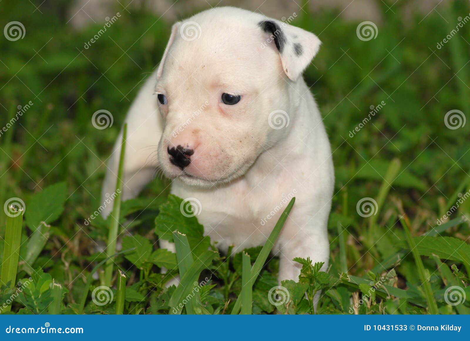Chiot De Pitbull Image Stock Image Du Trefle Herbe Chiot De Pitbull Image Stock Image Du Trefle Herbe