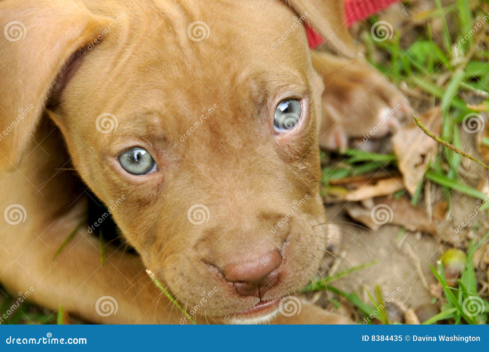 Chiot De Pitbull Image Stock Image Du Chiot Adorable