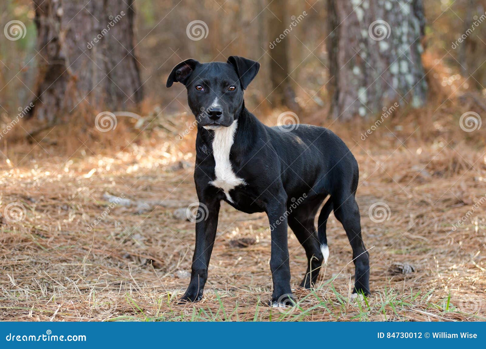 Chiot De Race Melange Par Pitbull De Labrador Photo Stock Image Du Heeler Betail Chiot De Race Melange Par Pitbull De Labrador Photo Stock Image Du Heeler Betail