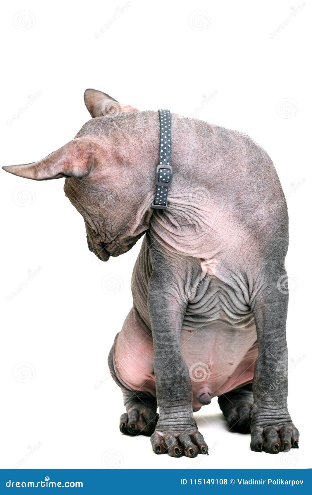 Chiot De Race Mexicaine Nu D Isolement Sur Le Fond Blanc Photo Stock Image Du Purebred Mexico Chiot De Race Mexicaine Nu D Isolement Sur Le Fond Blanc Photo Stock Image Du Purebred Mexico