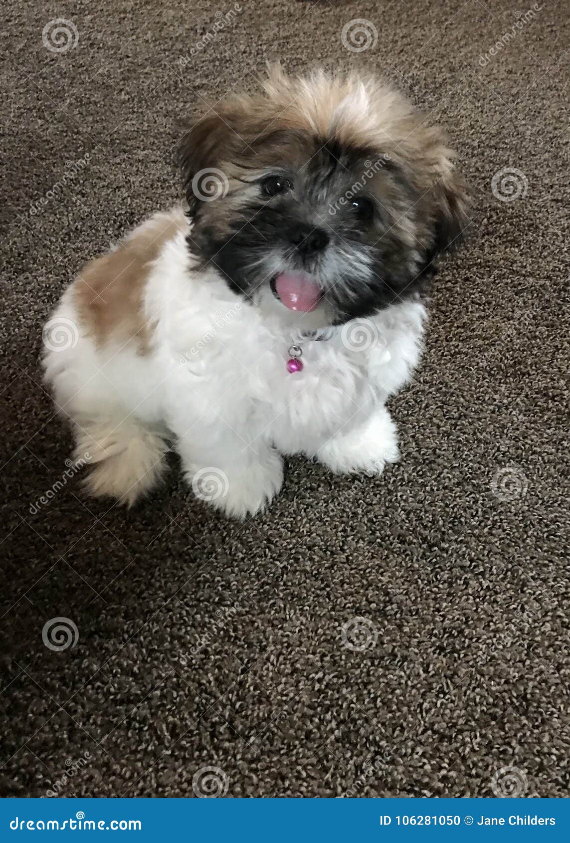 Chiot De Shih Tzu Photo Stock Image Du Pets Alerte 106281050