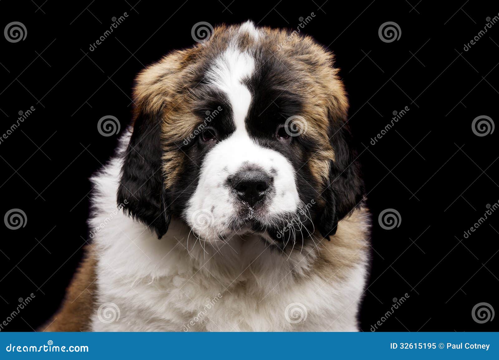 Chiot De St Bernard D'isolement Sur Le Noir Image stock Image du jeune, chiot 32615195