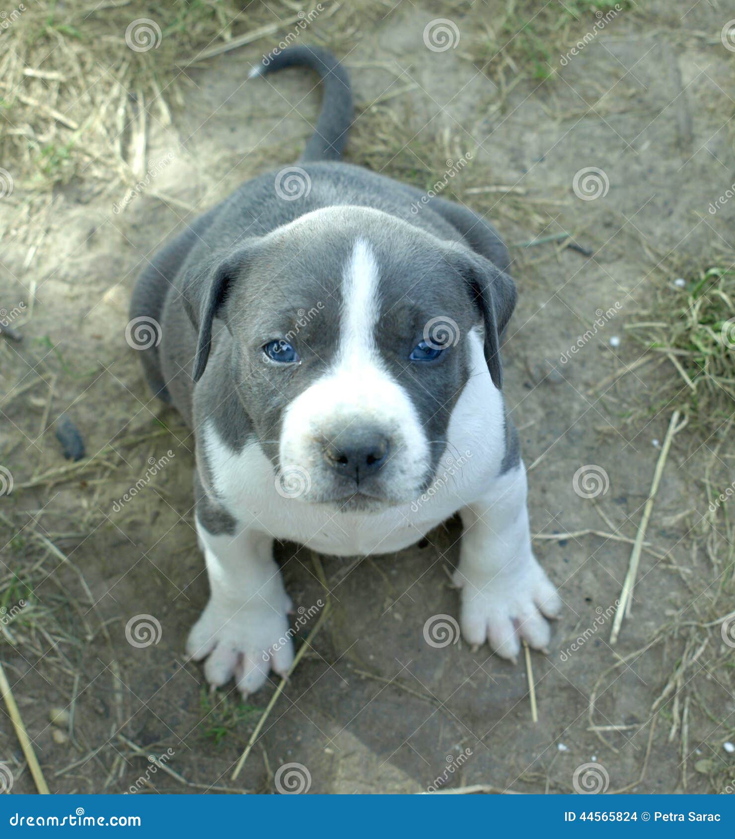 Chiot De Stafford Photo Stock Image Du Fond Rouge Ensemble