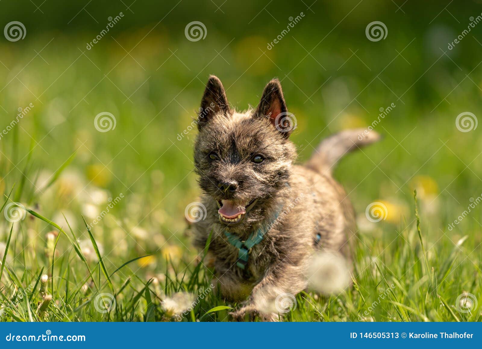Chiot De Terrier De Cairn 13 Semaines De Le Petit Chien