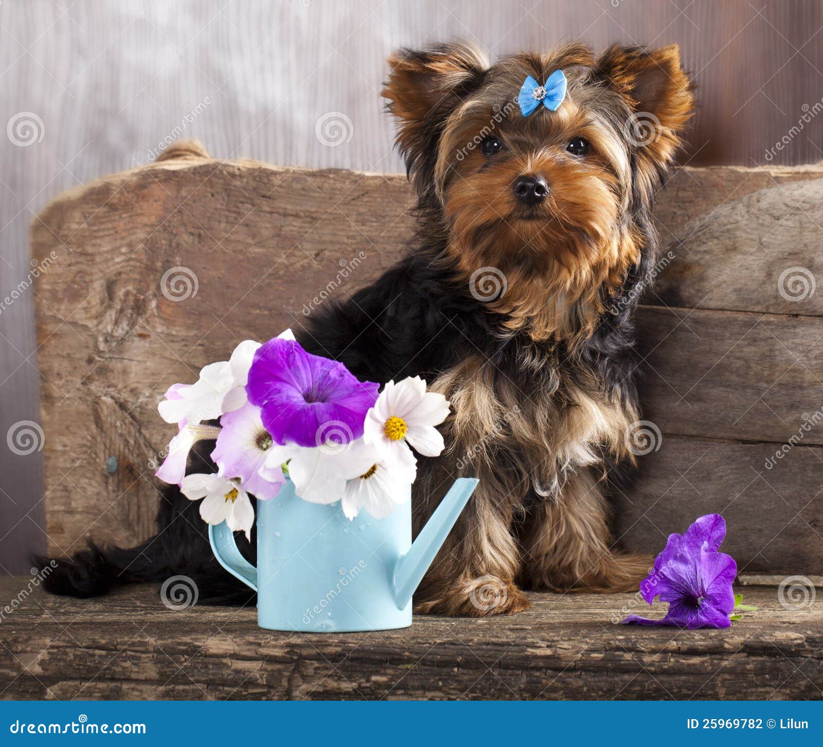https://thumbs.dreamstime.com/z/chiot-et-fleur-de-yorkshire-25969782.jpg