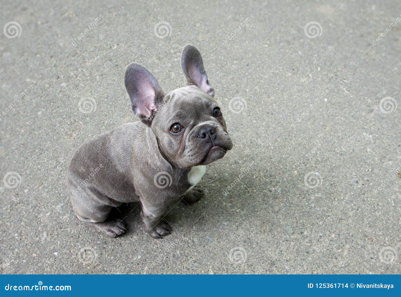 Chiot Gris Dun Bouledogue Français Sur Un Fond Gris Petit