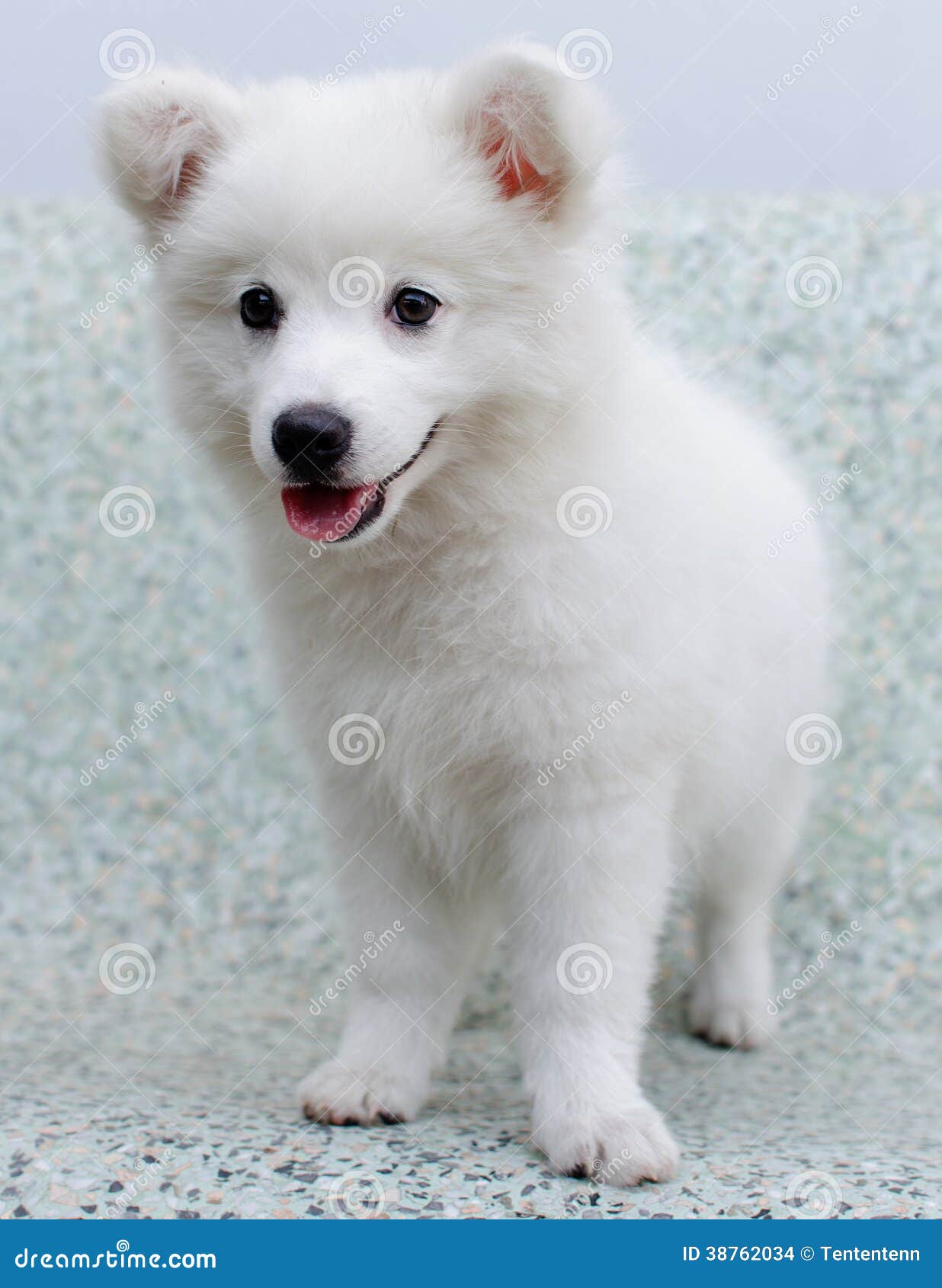 1 158 Spitz Japonais Photos Libres De Droits Et Gratuites De Dreamstime