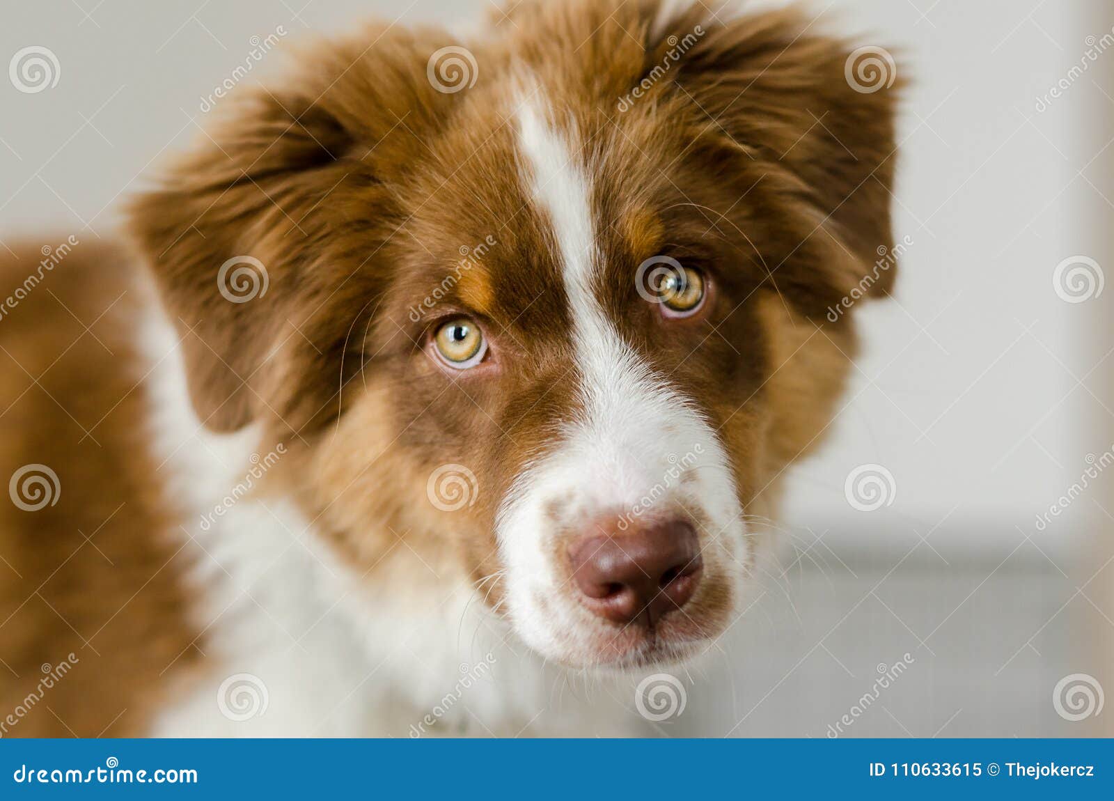 Chiot Mignon De Berger Australien Image Stock Image Du Fermer Brun Chiot Mignon De Berger Australien Image Stock Image Du Fermer Brun