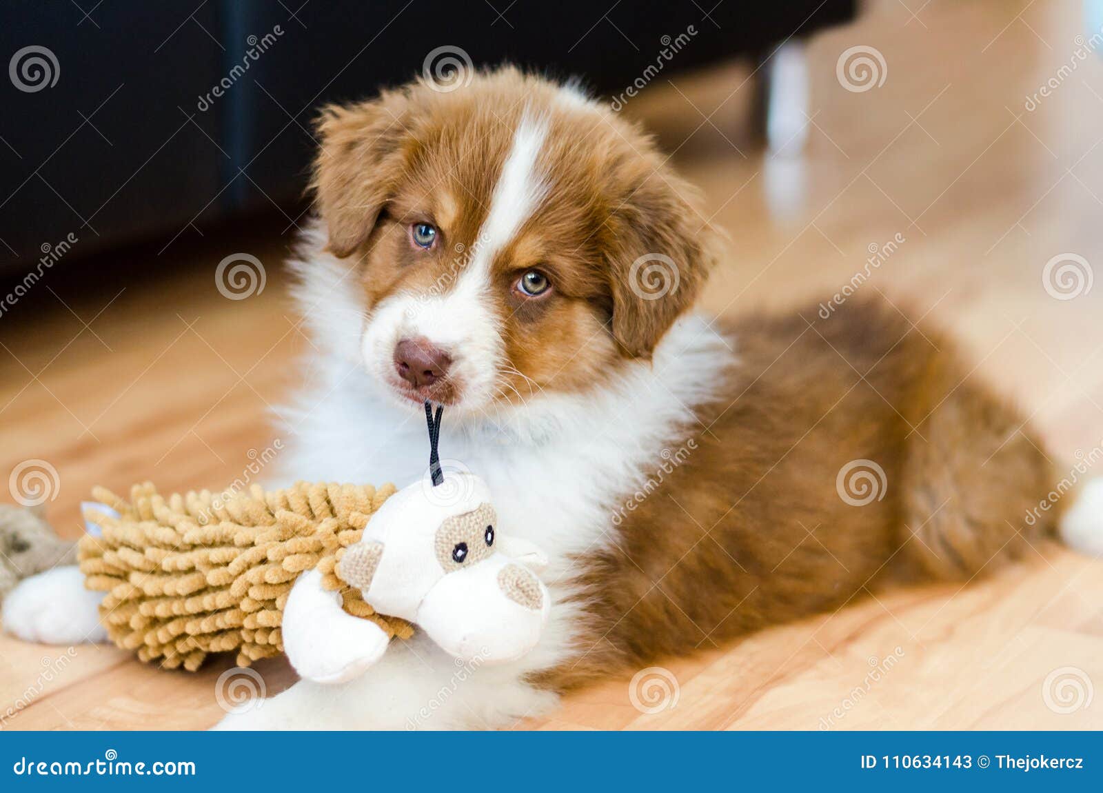 Chiot Mignon De Berger Australien Image Stock Image Du Berger Yeux Chiot Mignon De Berger Australien Image Stock Image Du Berger Yeux