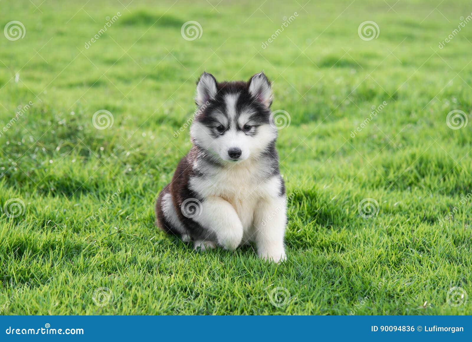 Chiot Mignon De Chien De Traineau Siberien Photo Stock Image Du Briquet Petit