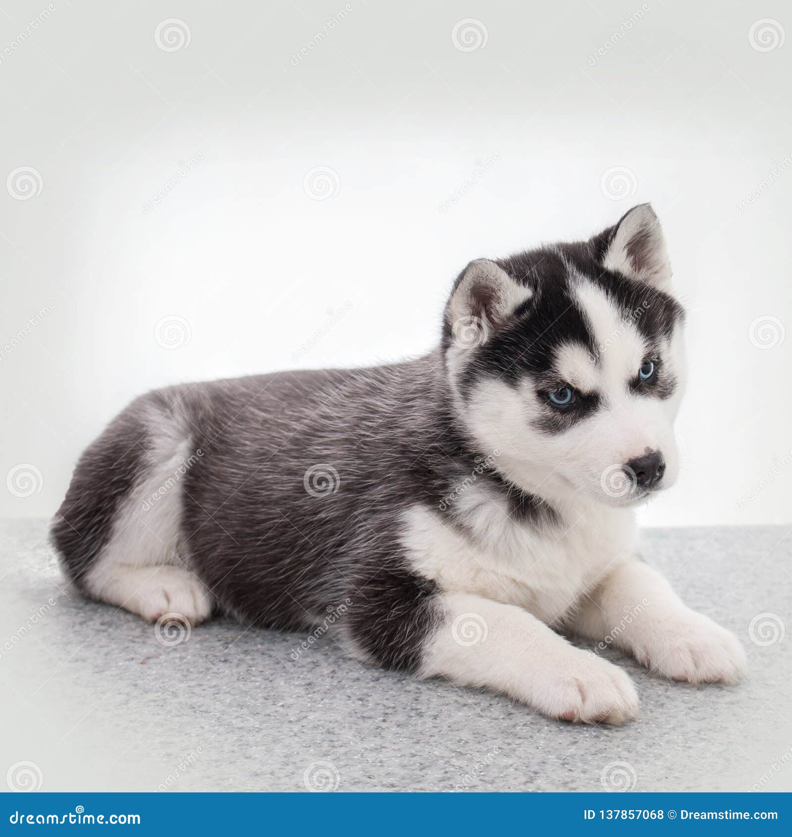 Chiot Mignon De Chien De Traineau Siberien Se Reposant Sur Le Fond Blanc Photo Stock Image Du Purebred Oeil