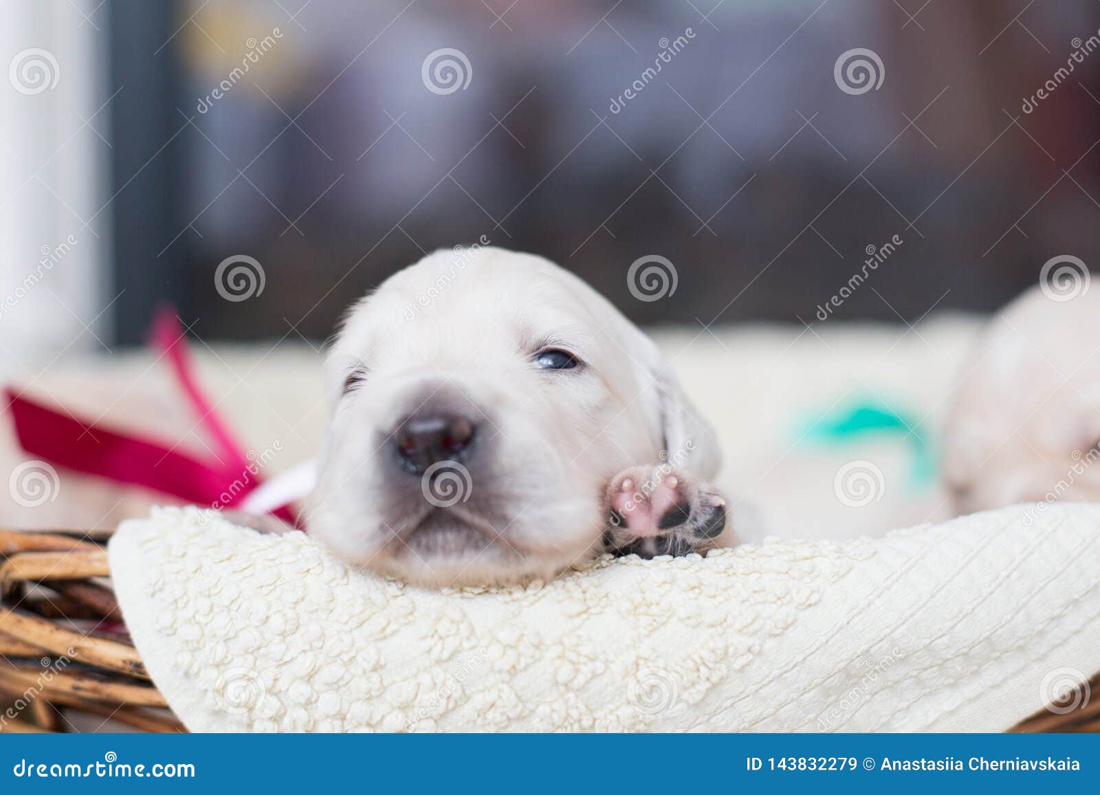 Chiot Mignon De Golden Retriever De Deux Semaines Dans Le Panier Le B B Doux De Golden Retriever Dit Le Bonjour Au Nouveau Monde Image Stock Image Du Charmer Beige Chiot Mignon De Golden Retriever De Deux Semaines Dans Le Panier Le B B Doux De Golden Retriever Dit Le Bonjour Au Nouveau Monde Image Stock Image Du Charmer Beige