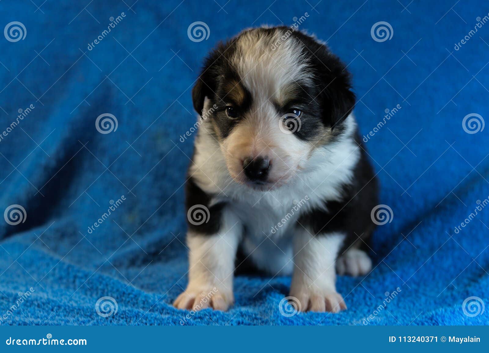 Chiot Noir Et Blanc De Border Collie Image Stock Image Du Fille Aimable