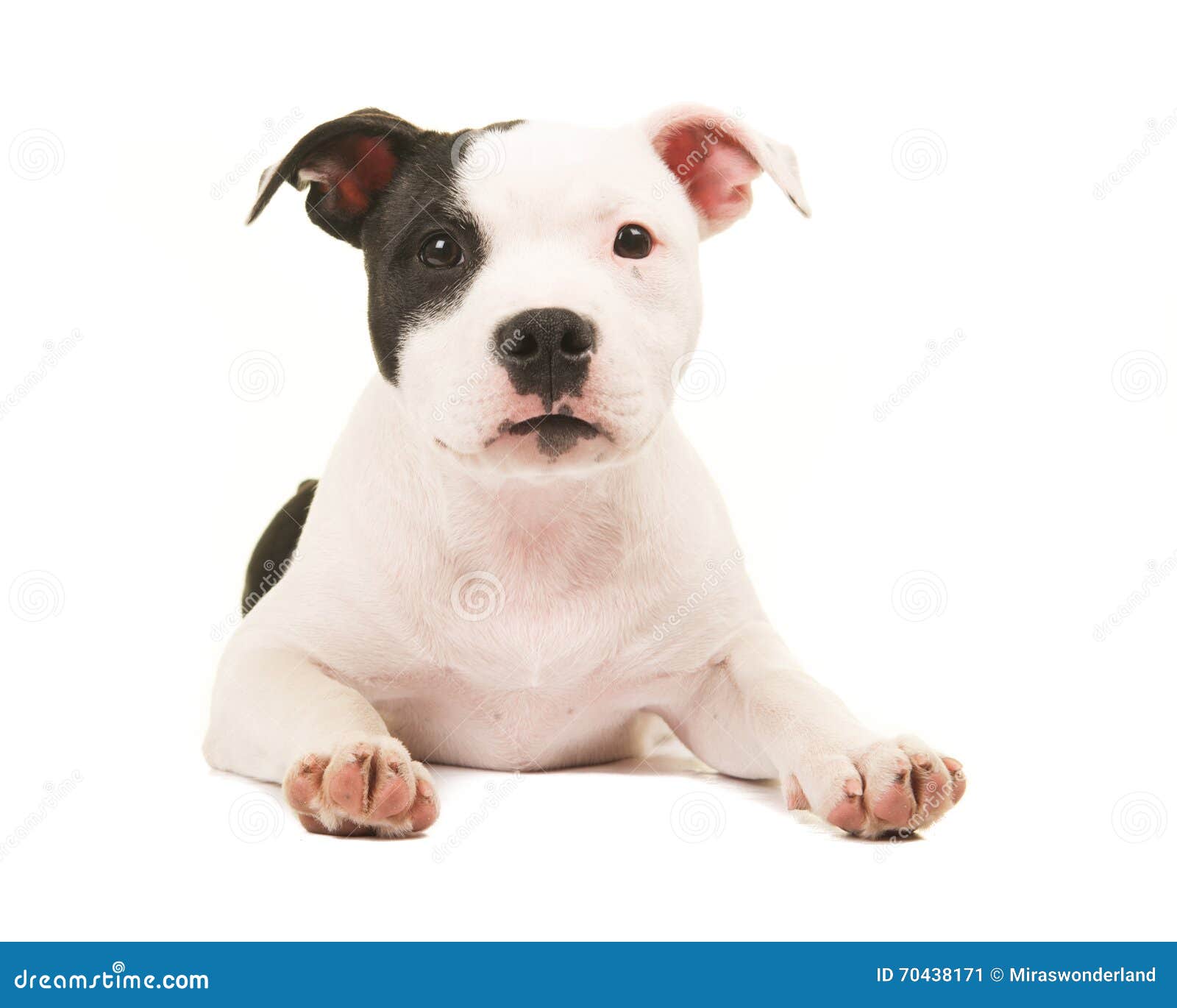 Chiot Noir Et Blanc Mignon De Terrier De Pitbull Se Trouvant Sur Le Plancher Faisant Face A L Appareil Photo Image Stock Image Du Piqure Etage Chiot Noir Et Blanc Mignon De Terrier De Pitbull Se Trouvant Sur Le Plancher Faisant Face A L Appareil Photo Image Stock Image Du Piqure Etage