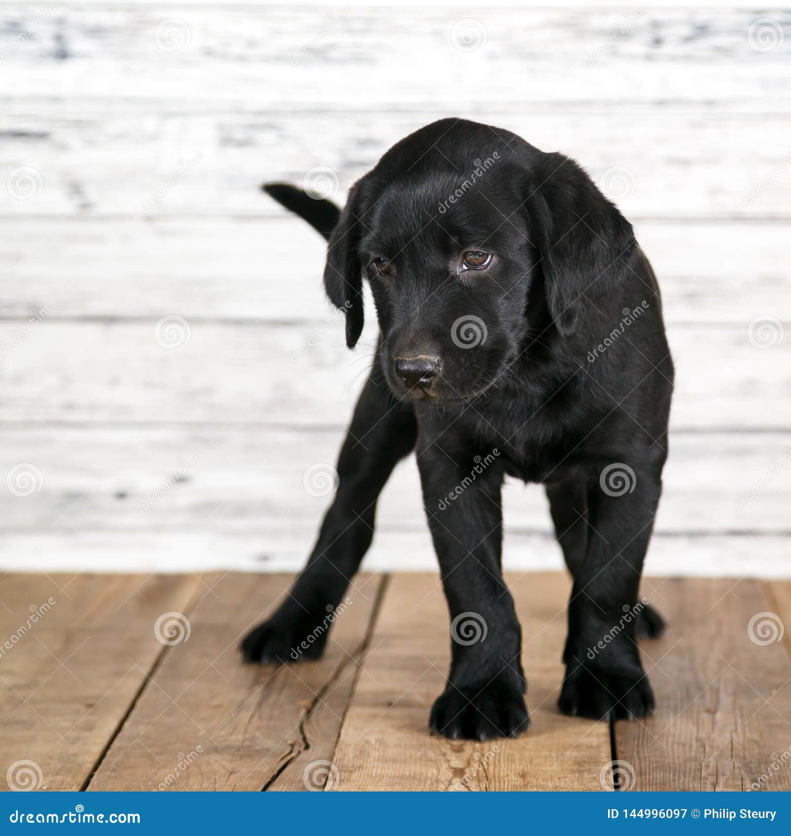 Chiot Noir Mignon De Labrador Image Stock Image Du Cheri Noir