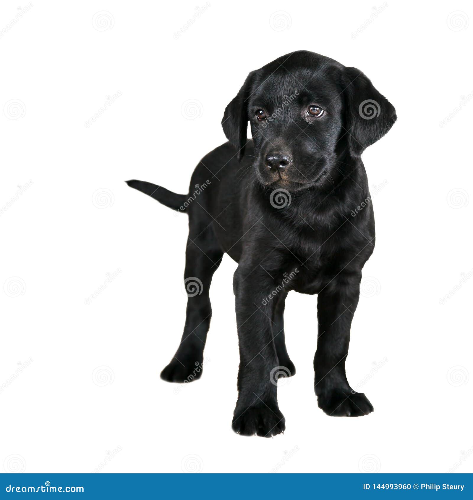 Chiot Noir Mignon De Labrador Photo Stock Image Du Chiot